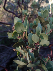 Arctostaphylos viscida pulchella