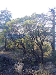 Arctostaphylos viscida pulchella