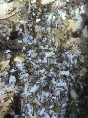 Pheidole