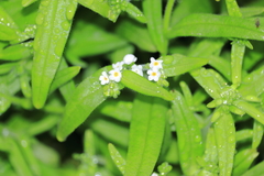 Cryptantha limensis