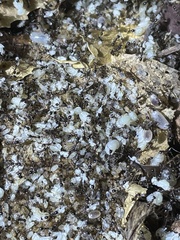Pheidole