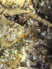Pheidole