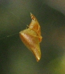 Neospintharus trigonum