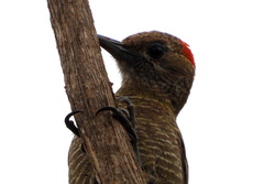 Dryobates passerinus