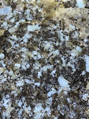 Pheidole