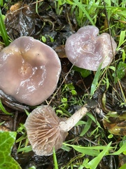 Laccaria amethysteo-occidentalis
