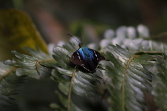 Astraptes fulgerator