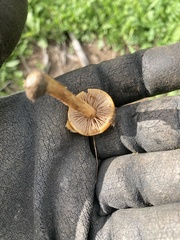 Agrocybe pediades