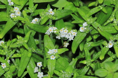 Cryptantha limensis
