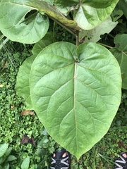 Solanum betaceum