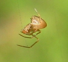 Neospintharus trigonum
