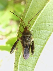 Meropachyini