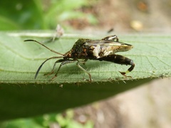 Meropachyini