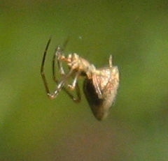 Neospintharus trigonum