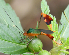 Anisoscelis foliaceus