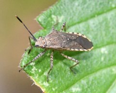 Catorhintha guttula