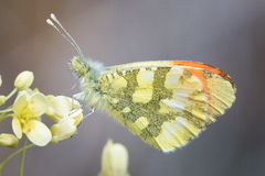 Anthocharis euphenoides