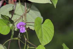 Ipomoea dumetorum