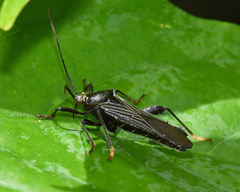 Grammopoecilus angustatus