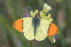 Anthocharis euphenoides