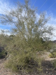 Parkinsonia florida