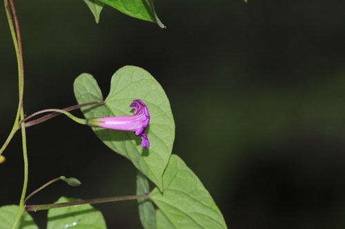 Image of Ipomoea dumetorum by (c) Paúl Gonzáles, some rights reserved (CC BY)
