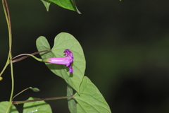 Ipomoea dumetorum