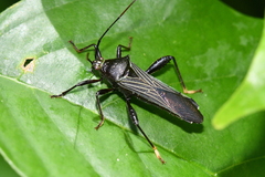 Grammopoecilus angustatus