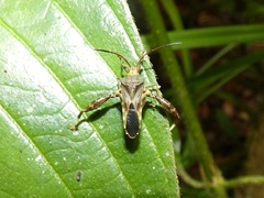 Meropachyini