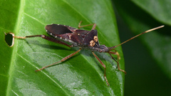 Leptoglossus zonatus