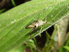 Meropachyini