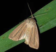 Mythimna pudorina