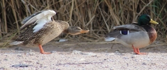 Anas platyrhynchos