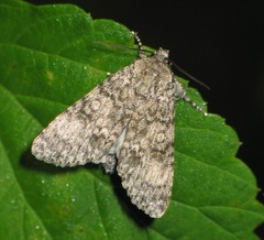 Acronicta megacephala