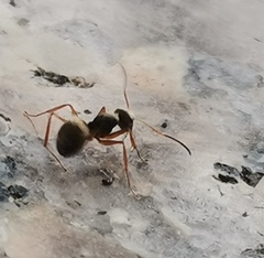 Camponotus textor