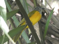 Eucometis penicillata