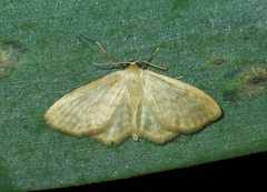 Idaea nitidata