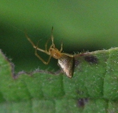 Neospintharus trigonum