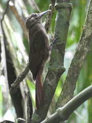 Dendrocincla fuliginosa