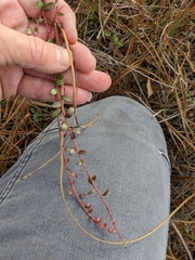 Vaccinium crassifolium