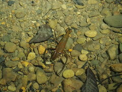 Macrobrachium americanum