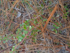 Vaccinium crassifolium