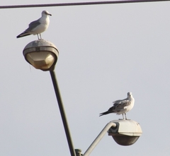 Larus delawarensis
