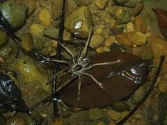 Ancylometes bogotensis