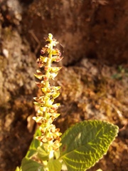 Coleus rotundifolius