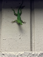 Anolis evermanni