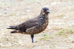 Stercorarius chilensis