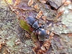 Cephalotes texanus