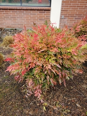 Nandina