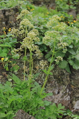 Valeriana